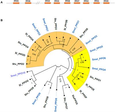 Simultaneous CRISPR/Cas9 Editing of Three PPO Genes Reduces Fruit Flesh Browning in Solanum melongena L.